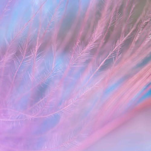 Abstract pastel feather design with vibrant colors and soft focus.