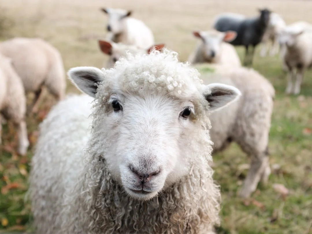Photo sheep